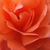 Narancssárga - Teahibrid rózsa - Alexander